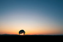 Load image into Gallery viewer, The Lone Tree at Carrot Hill