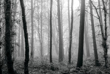 Load image into Gallery viewer, Forest Fog and Ferns in Black and White 3
