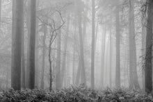 Load image into Gallery viewer, Forest Fog and Ferns in Black and White
