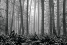 Load image into Gallery viewer, Forest Fog and Ferns in Black and White 2
