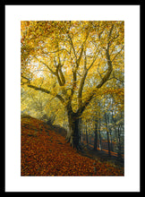 Load image into Gallery viewer, Autumn at Reres Hill
