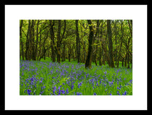 Load image into Gallery viewer, Bluebell Woods
