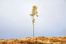 Load image into Gallery viewer, The Lone Tree at Falls of Bruar, Scotland
