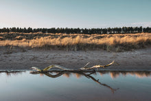 Load image into Gallery viewer, Tentsmuir Driftwood in Landscape
