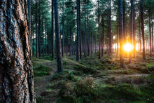 Load image into Gallery viewer, Forest Sunset Wanders
