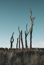 Load image into Gallery viewer, Petrified Trees at Tentsmuir
