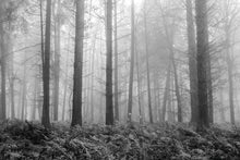 Load image into Gallery viewer, Forest Fog and Ferns in Black and White 4
