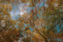 Load image into Gallery viewer, Autumn Canopy
