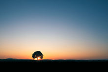 Load image into Gallery viewer, The Lone Tree at Carrot Hill
